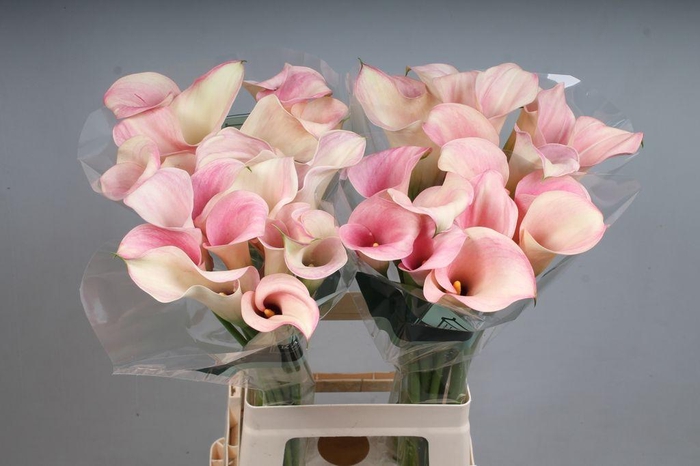 <h4>Zantedeschia captain rosette</h4>