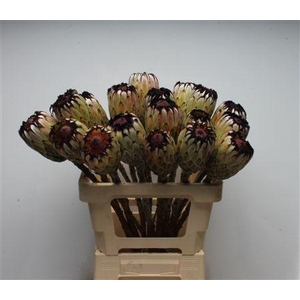 Protea Barb Niobe No Leaves