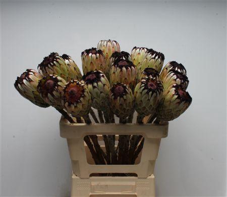 <h4>Protea Barb Niobe No Leaves</h4>