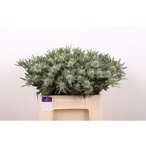 ERYNG ALPINUM GEMINI QUESTAR ERYN G