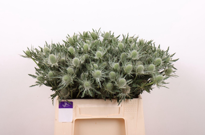 <h4>ERYNG ALPINUM GEMINI QUESTAR ERYN G</h4>