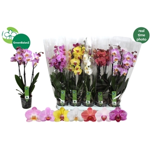PHAL GEM 7 KL