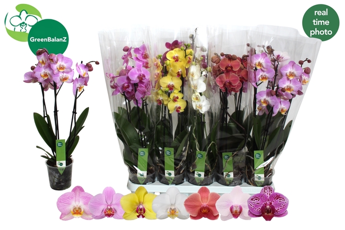 <h4>PHAL GEM 7 KL</h4>