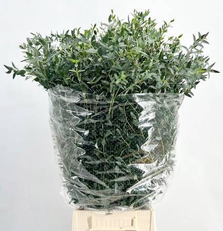 <h4>Euc. Parvifolia (Per Stem)</h4>