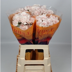 DI ST BRIDAL DAMASCU