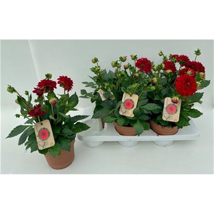<h4>Dahlia Dalina Maxi Topia</h4>