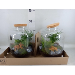 Arr.   Kamerplant Groen H%