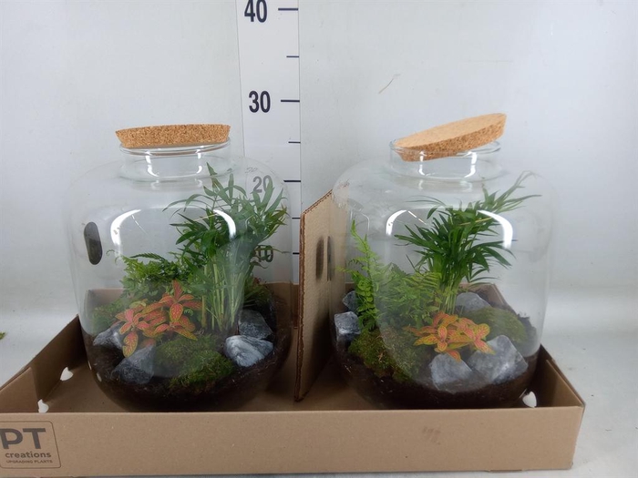 <h4>Arr. Kamerplant Groen H%</h4>