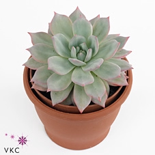 Echeveria Colorata