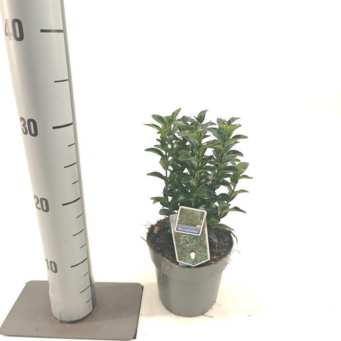 <h4>Euonymus Jap. Microphyllis P13</h4>