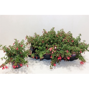 Fuchsia Lady Thumb