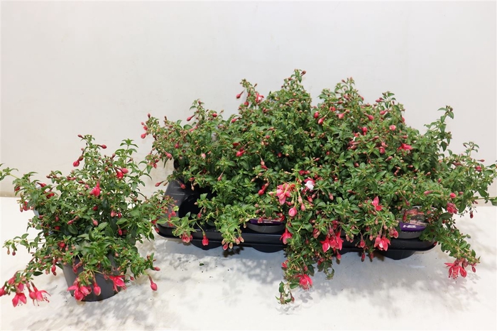 <h4>Fuchsia Lady Thumb</h4>