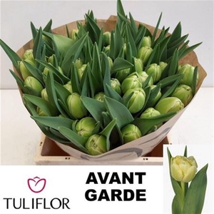 Tu Du Avant Garde