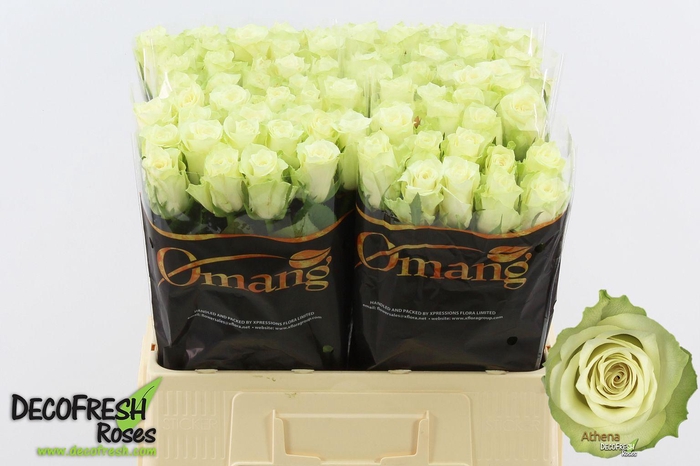 <h4>R Gr Athena</h4>