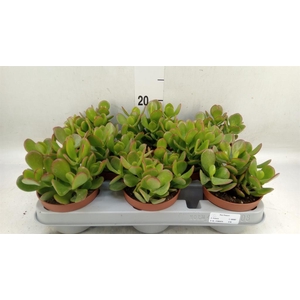 Crassula ovata