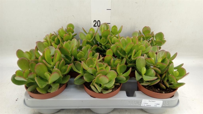 <h4>Crassula ovata</h4>
