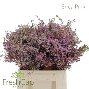 Erica Pink