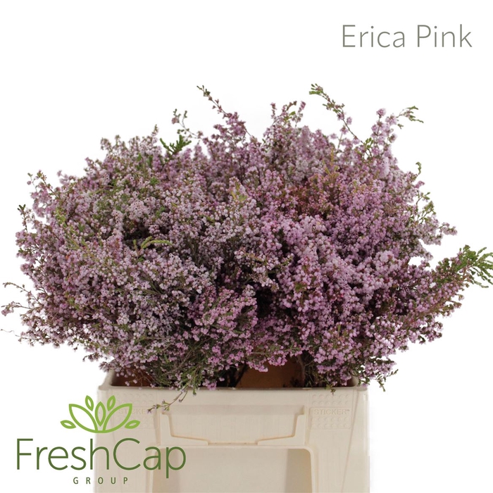 <h4>Erica Pink</h4>