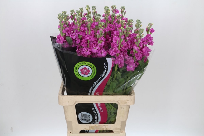 Matthiola Iron Hot Pink