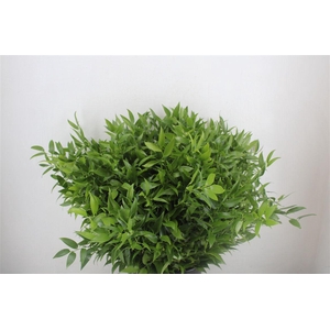 Ruscus Short 300gram P Bunch