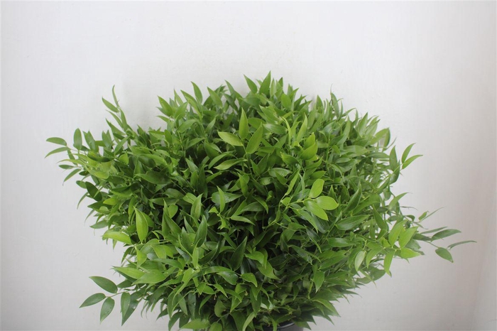 <h4>Ruscus Short 300gram P Bunch</h4>