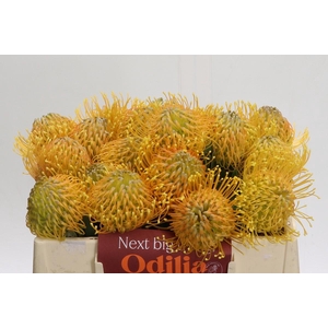 Nutans Haw Catherinae