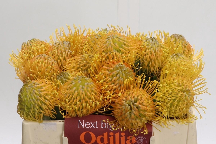 <h4>Nutans Haw Catherinae</h4>