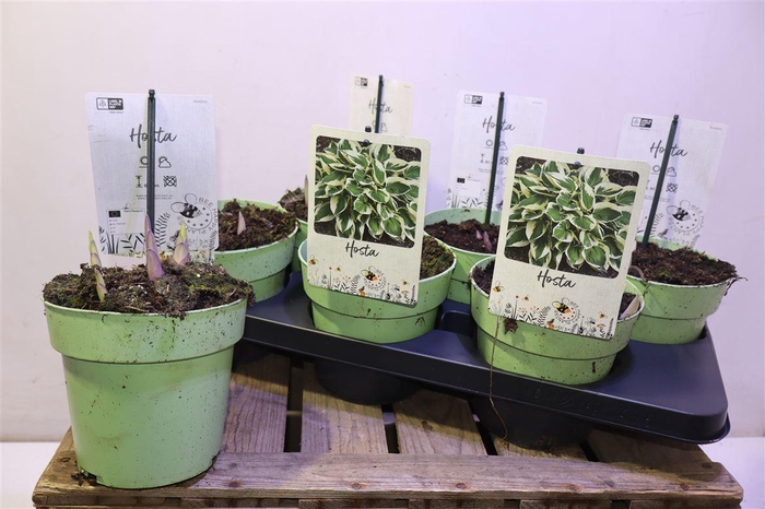 <h4>Host Twilight</h4>