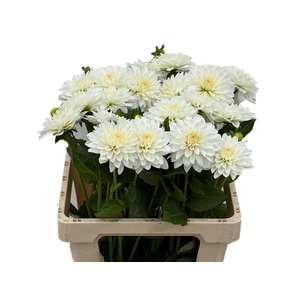 DAHL DEC WHITE CAP