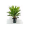 Cycas revoluta