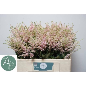 Astilbe Europa Aert