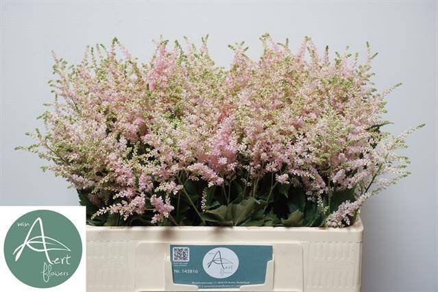 <h4>Astilbe Europa Aert</h4>