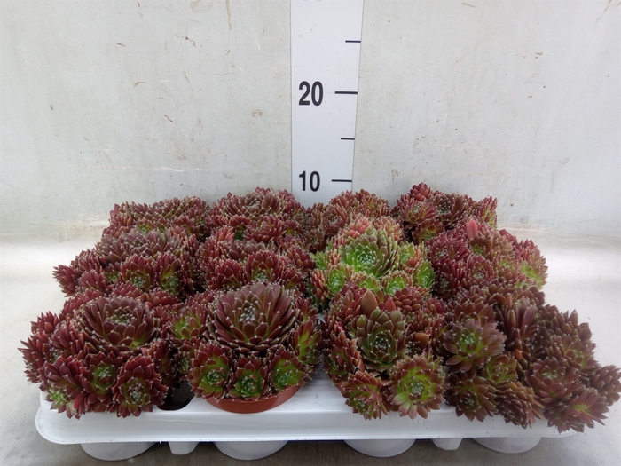 <h4>Sempervivum   ...</h4>