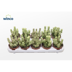 Crassula Perforata Variegata