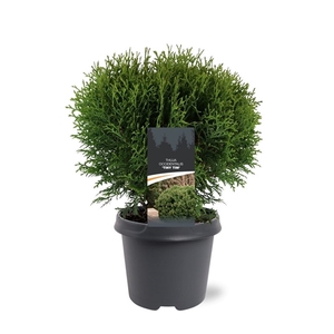 Thuja occidentalis 'Tiny Tim'