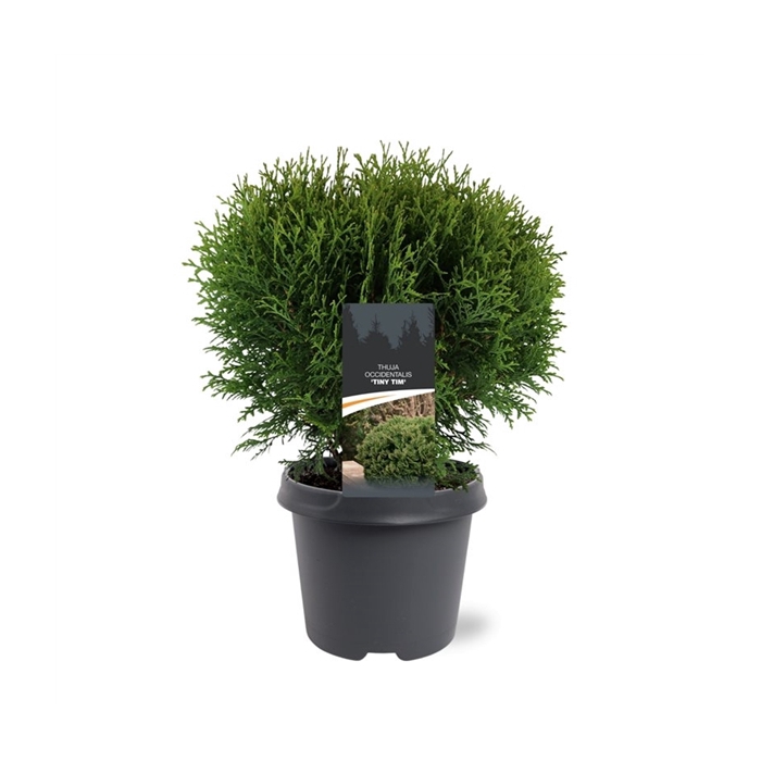 <h4>Thuja occidentalis 'Tiny Tim'</h4>