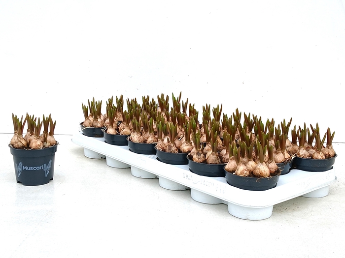 <h4>MUSCAR BLUE MAGIC</h4>