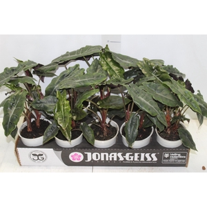 ALOCASIA CHANTRIERI P12