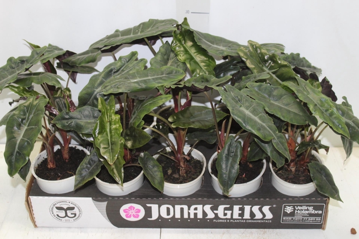 <h4>ALOCASIA CHANTRIERI P12</h4>