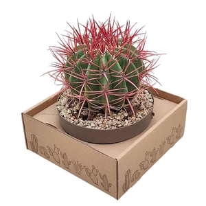 FEROCACTUS STAINESII IN BOWL Ø20 ON LOW CARDBOARD BOX CM 25X25 (CACTUS)