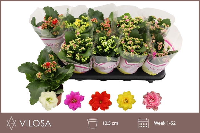 <h4>KAL GE GEM 5 KL</h4>