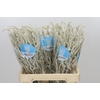 Amaranthus Yearming Desert