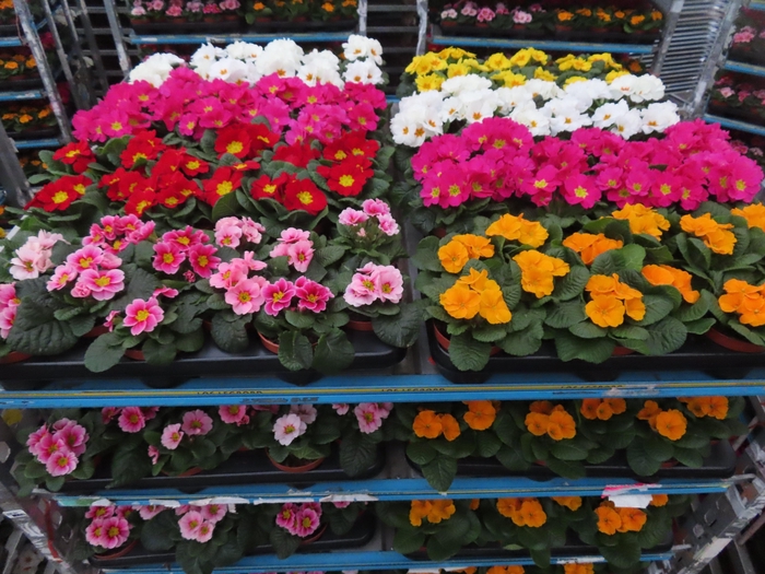 <h4>PRIM AC MIXK</h4>