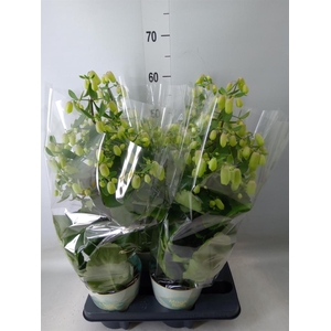 Kalanchoe  'Magic Bell'