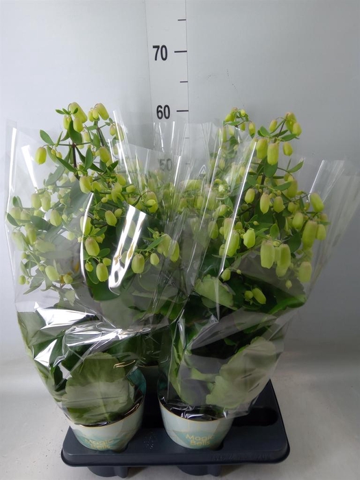 <h4>Kalanchoe  'Magic Bell'</h4>