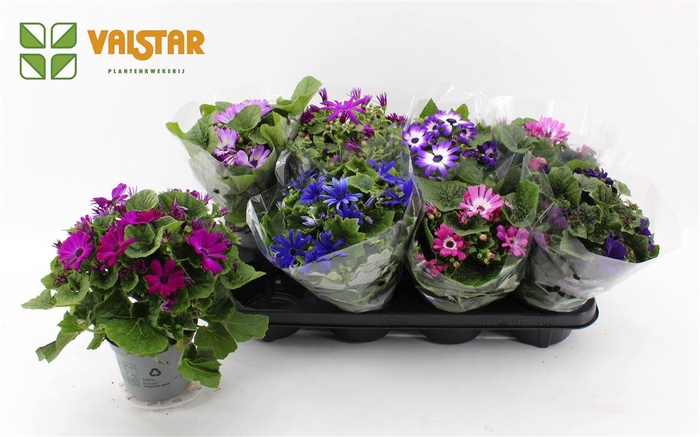 <h4>Senecio Gemengd</h4>