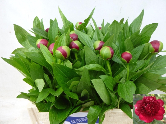 <h4>PAEO RED CHARM</h4>