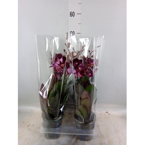 Phalaenopsis multi. 'Ant Cartagena'