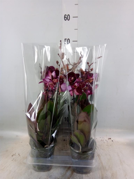 <h4>Phalaenopsis multi. 'Ant Cartagena'</h4>