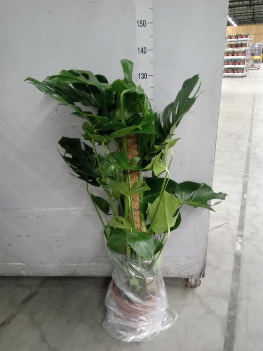 <h4>Monstera delic.</h4>